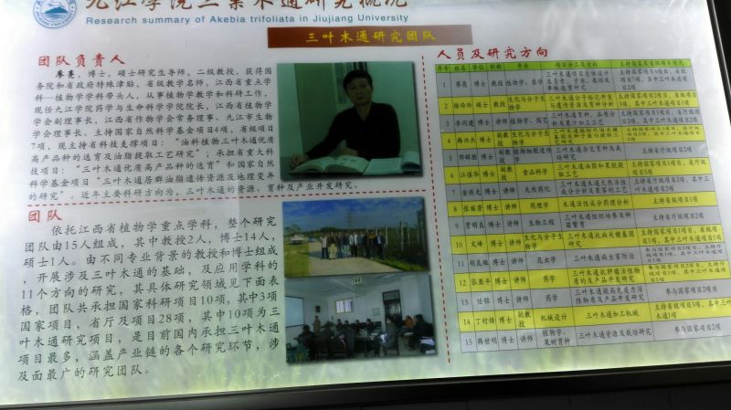 八月瓜苗