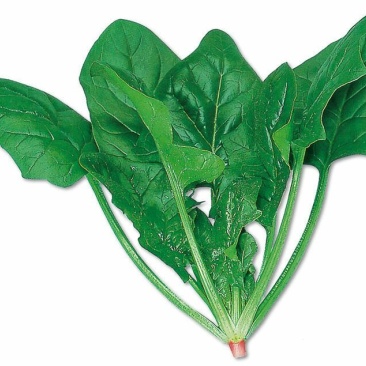 越冬菠菜10~15厘米