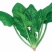 越冬菠菜10~15厘米
