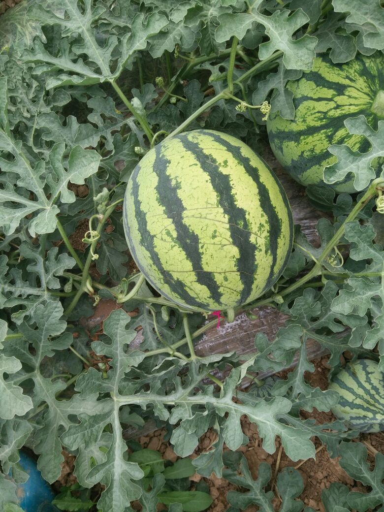 麒麟西瓜云南楚雄州牟定县_批发_供应-一亩田