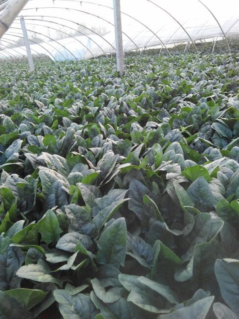 越冬菠菜25~30厘米