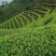 观音茶