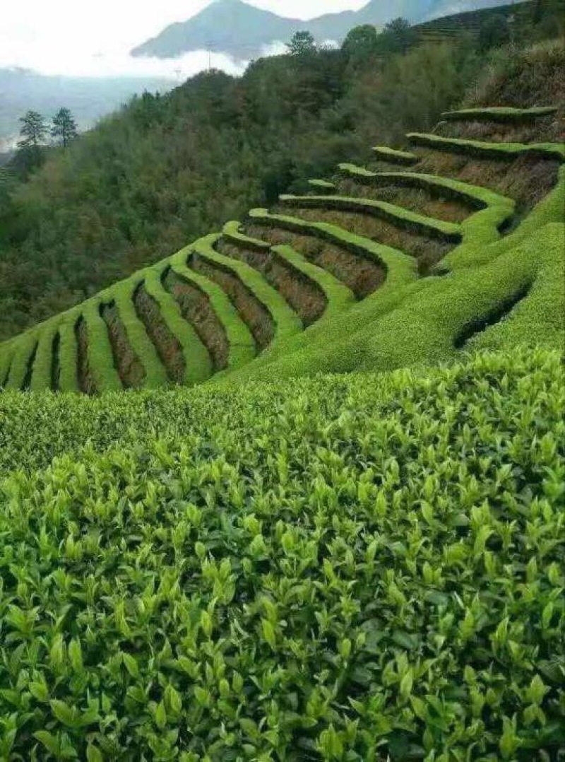 观音茶