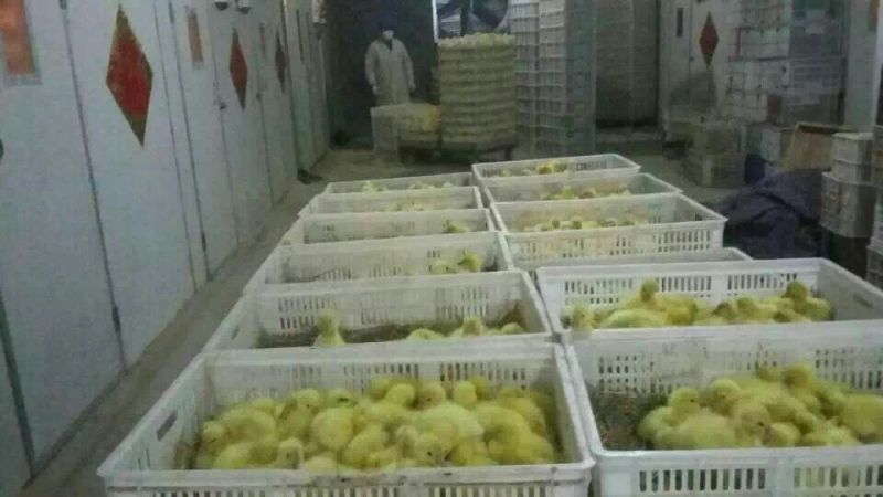 鹅苗250g以下