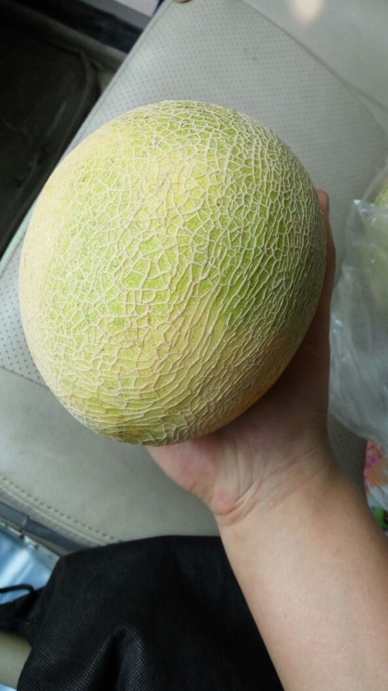 网纹瓜3斤以上长圆形