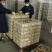 皖西白鹅鹅苗250g以上