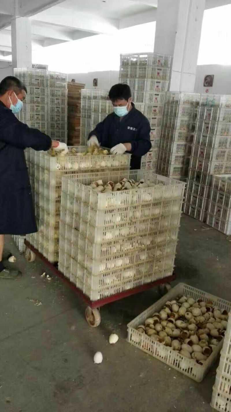 皖西白鹅鹅苗250g以上