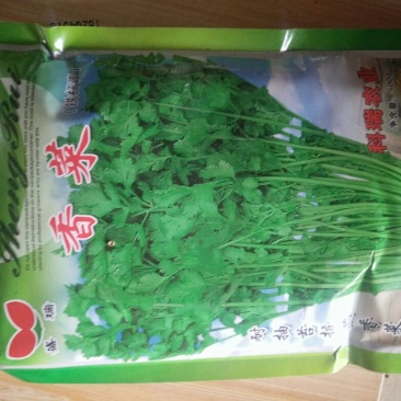 铁杆青中叶香菜种子适合秋冬季储存