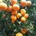 柑橘【优质云南蜜桔】采摘新鲜果，一手货源，价格便宜量大从