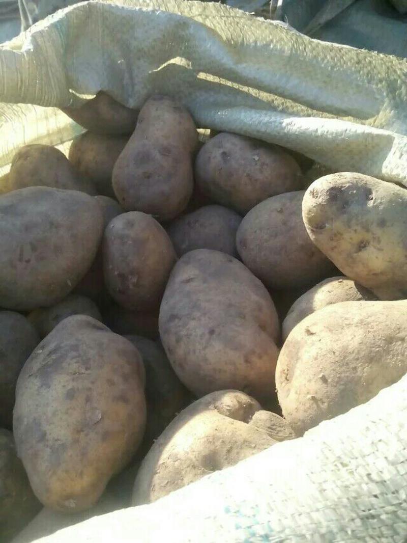 土豆1两以上精品，荷兰十五，尤金885，延暑四等等。