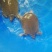 生态甲鱼1.5~2斤