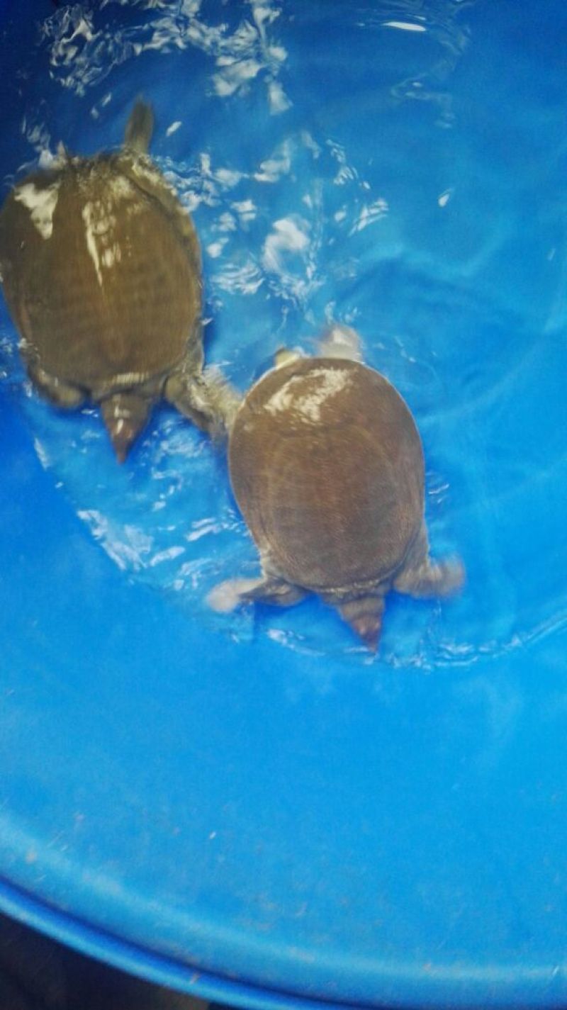 生态甲鱼1.5~2斤