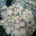 白花菜包装