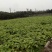 圆根萝卜1~1.5斤起