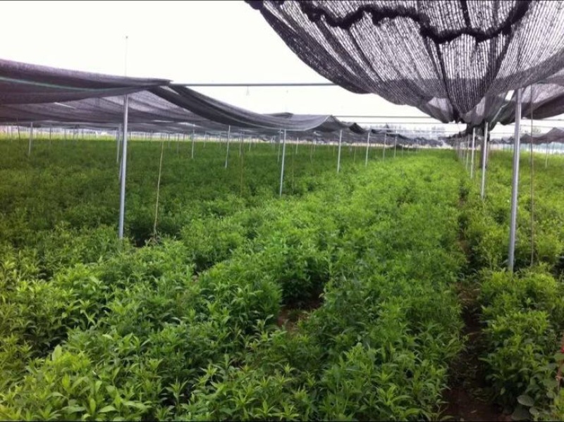 白术芽白术苗改良品种高产