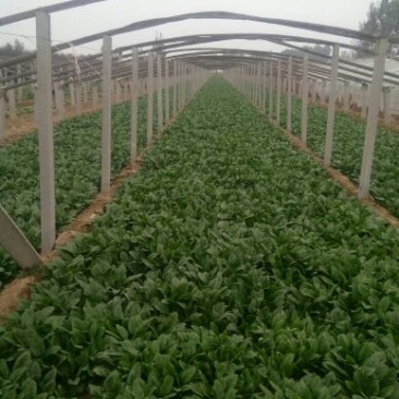 越冬菠菜25~30厘米