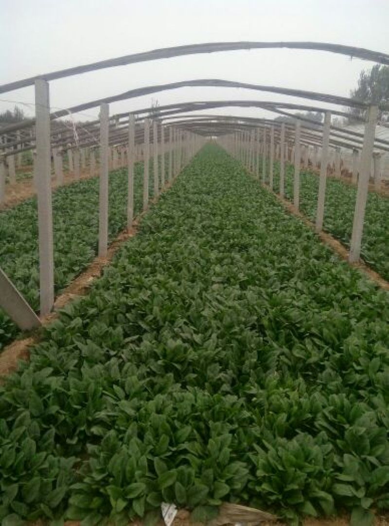 越冬菠菜25~30厘米