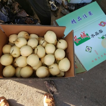 鸭梨100~150g纸加膜