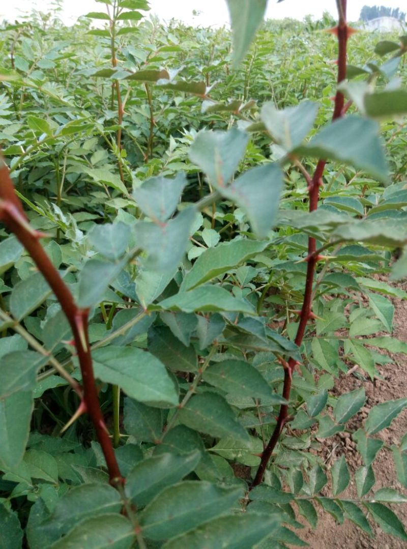 花椒苗0.5~1年