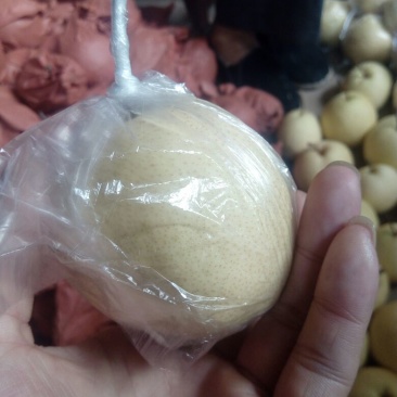 酥梨300~350g纸箱