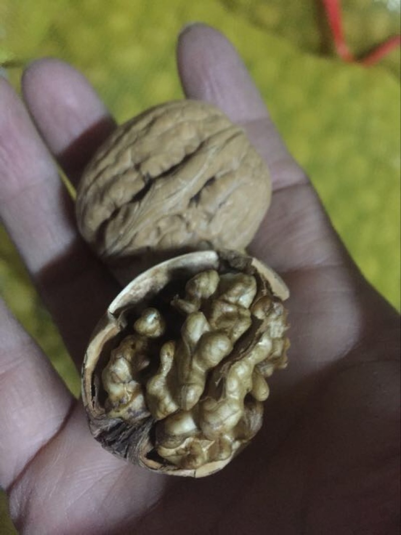 薄皮核桃
