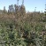 红色之爱苹果苗红肉苹果苗新品种苹果苗育苗基地嫁接苹果苗
