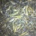 青虾虾苗26~30只/kg