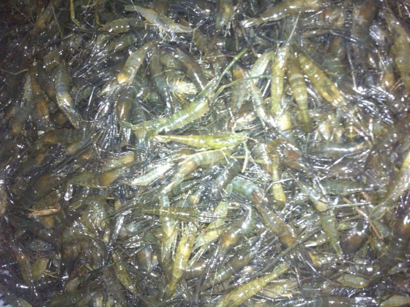 青虾虾苗26~30只/kg