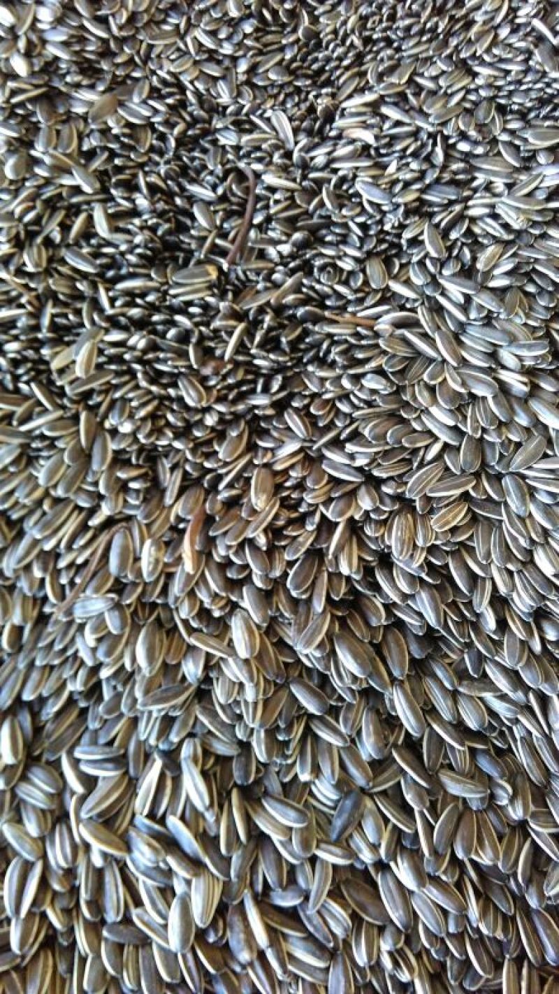 食葵万亩食用葵葵花子精选色选一等品欢迎来电