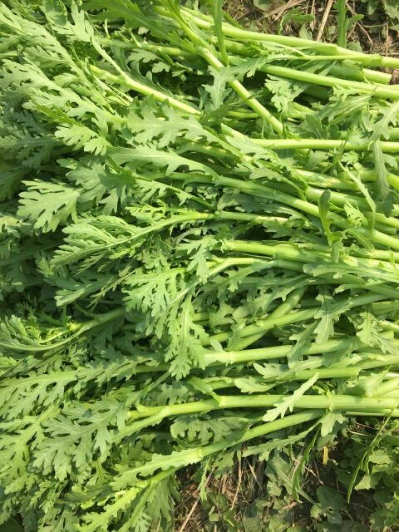 小叶茼蒿20~25cm