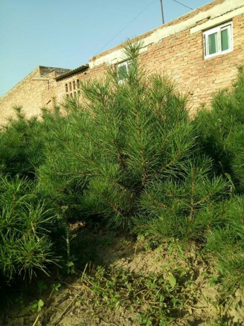 白松树苗100~150cm