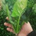 黑叶菠菜10~15厘米
