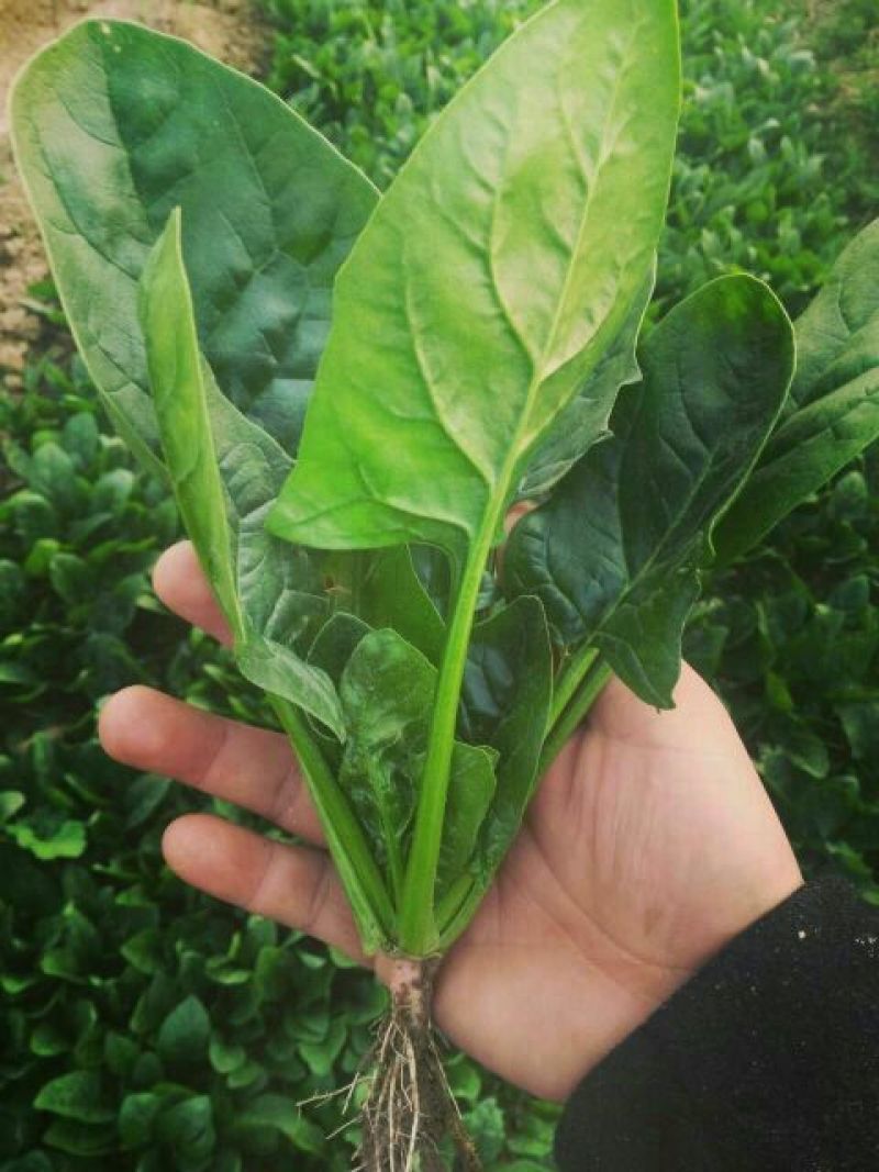黑叶菠菜10~15厘米