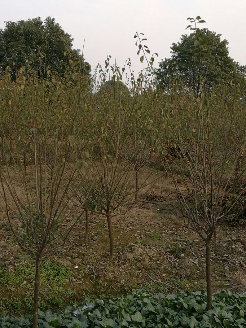红梅4~6cm4~6cm1.5~2米