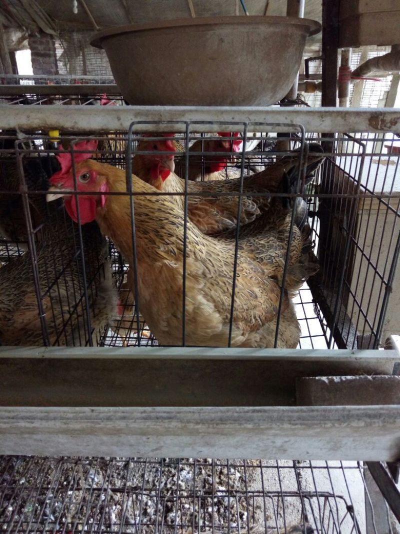 土鸡苗1斤以下