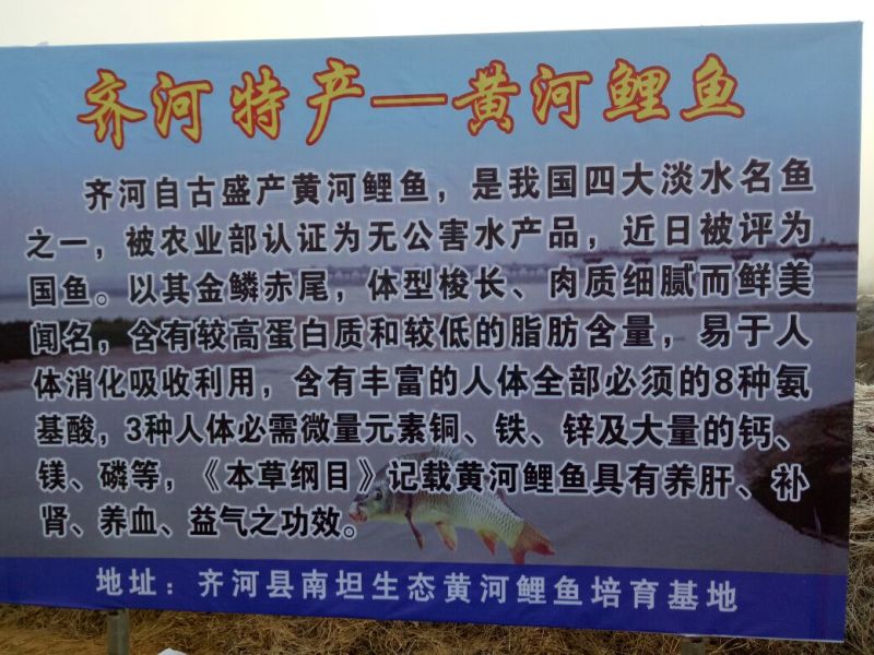 黄鲤鱼食用2~3公斤