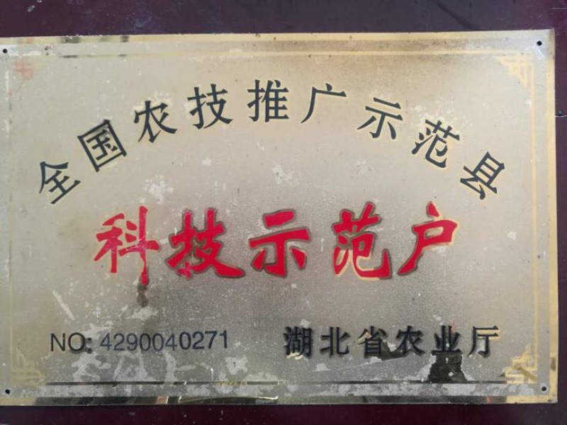 【推荐】茭白种苗美人茭白苗产地直供一手货源全国发货
