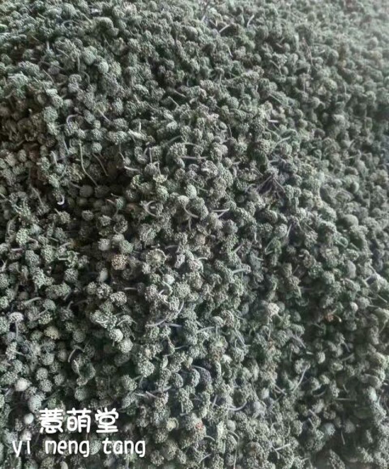 三七花无柄