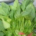 越冬菠菜30~35厘米