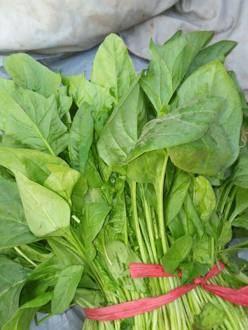 越冬菠菜30~35厘米