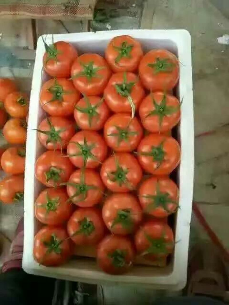 大红西红柿大红厚皮番茄产地一手货源品质产地代收