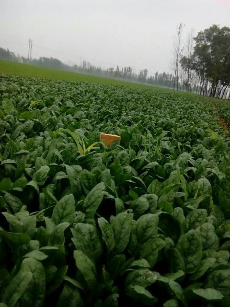 秋菠菜20~25厘米
