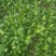 大叶菠菜15~20厘米