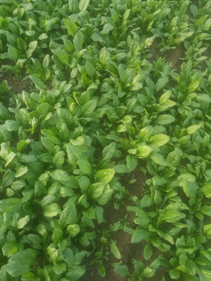 大叶菠菜15~20厘米