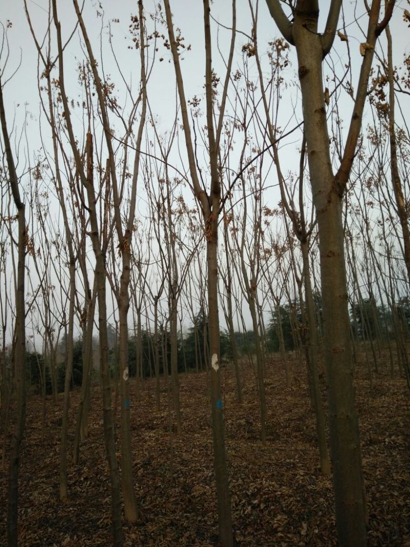 黄山栾树10~12cm8~10cm4米以上