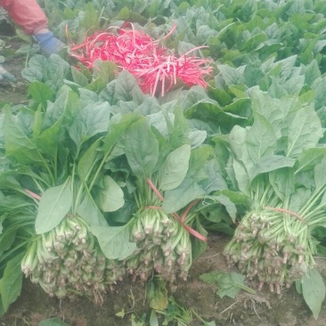 菠菜15~20厘米