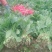 菠菜15~20厘米