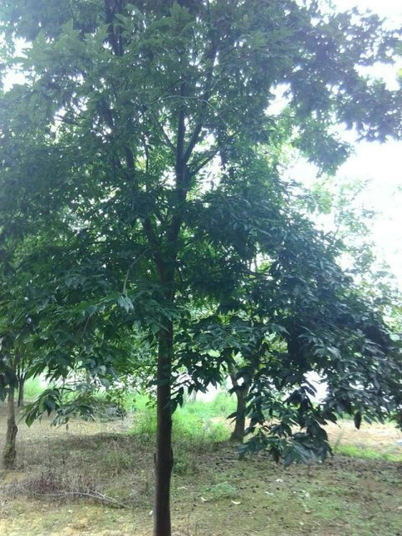 朴树10~12cm10~20cm