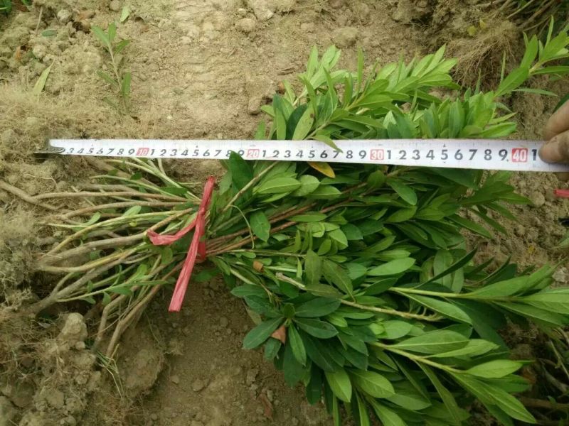 毛鹃苗30公分高