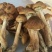 树秋菌特级